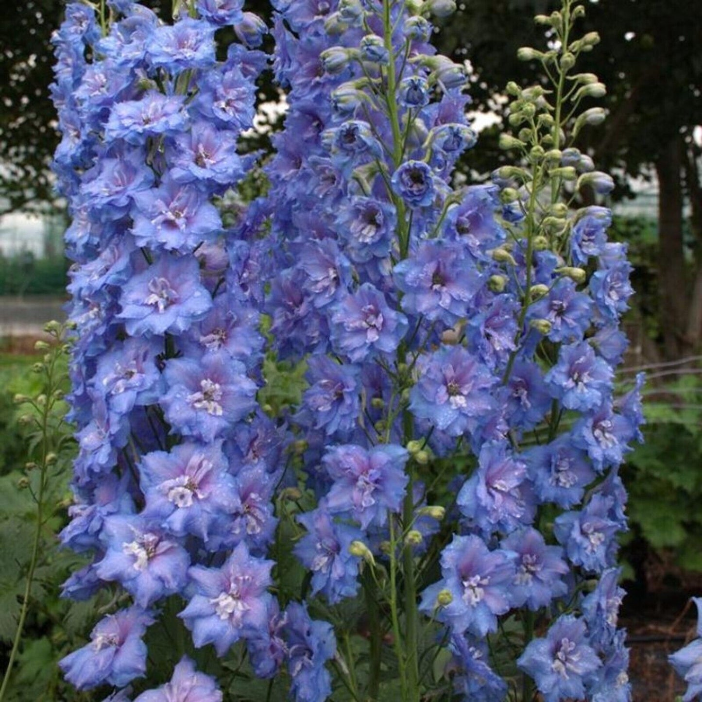 50 Blue Lace Delphinium Seeds Perennial Garden Flower Bloom Seed Flowers 743 US