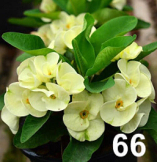 1 "Yellow Star" Crown Of Thorns Plant Euphorbia Milii Plants Rooted US Seller