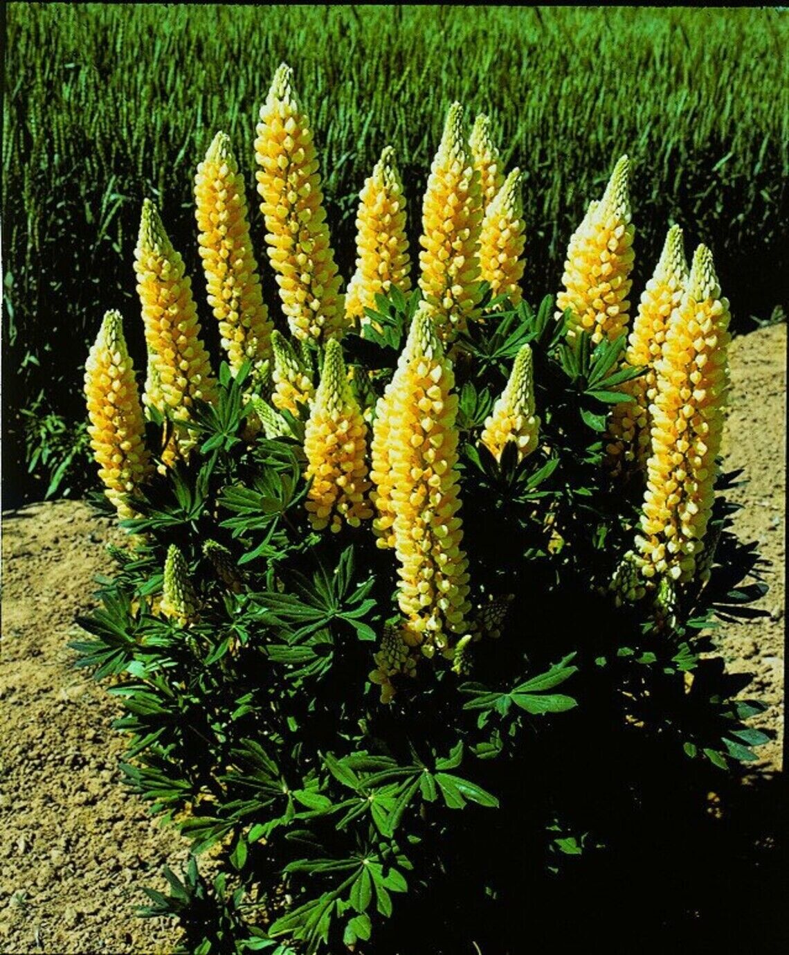 25 Popsicle Yellow Lupine Seeds Flower Perennial Flowers Hardy Seed 1021 USA