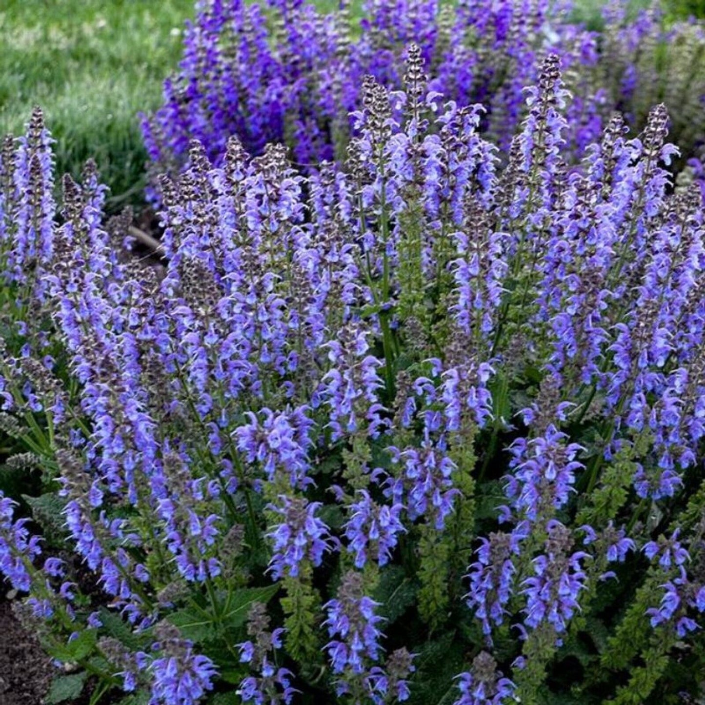 50 Tidal Pool Salvia Seeds Flower Seed Perennial Flowers Hummingbird 979 US SELL