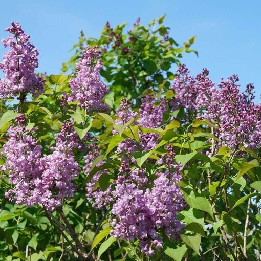 25 Double Blue Lilac Seeds Tree Fragrant Flowers Perennial Seed Flower 980 USA