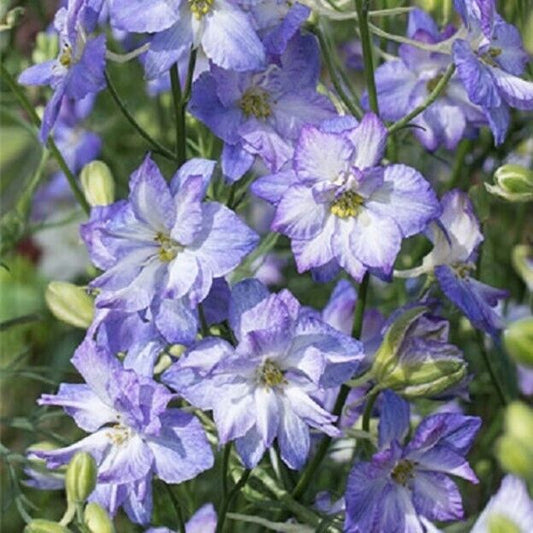 50 Frosted Skies Delphinium Seeds Perennial Garden Flower Seed Flowers 773 USA