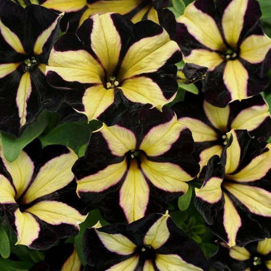 50 Black Yellow Petunia Seeds Containers Hanging Baskets Window Seed 304 US SELL
