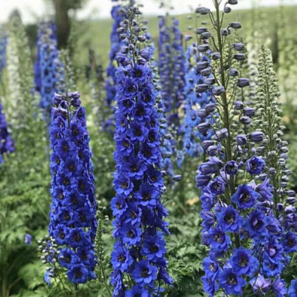 50 Blue Buccanee Delphinium Seeds Perennial Garden Flower Bloom Seed Flowers 748