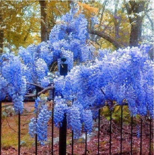 5 Bright Blue Chinese Wisteria Seeds Vine Climbing Flower Perennial Rare 569 USA
