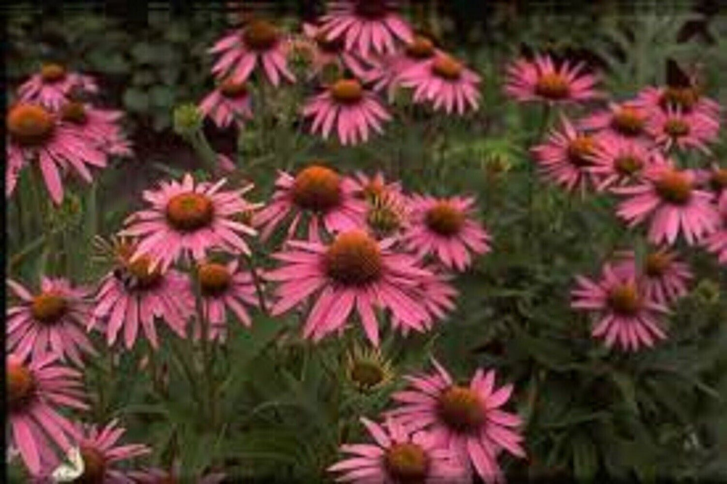 50 Magnus Coneflower Seeds Echinacea Perennial Flowers Flower Seed 1216 USA