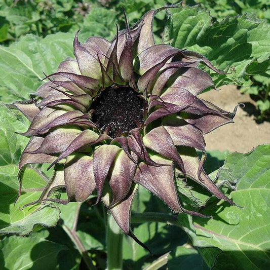 25 Purple Sunflower Seeds Flowers Blooms Seed Flower Perennial Bloom 238