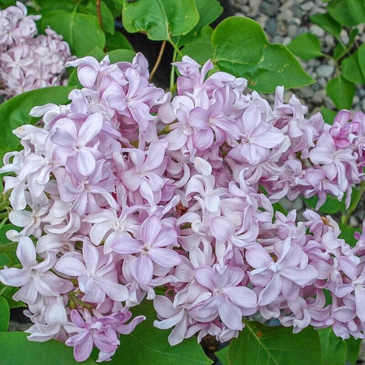 25 Edward Gardne Lilac Seeds Tree Fragrant Flowers Perennial Seed Flower 948 USA