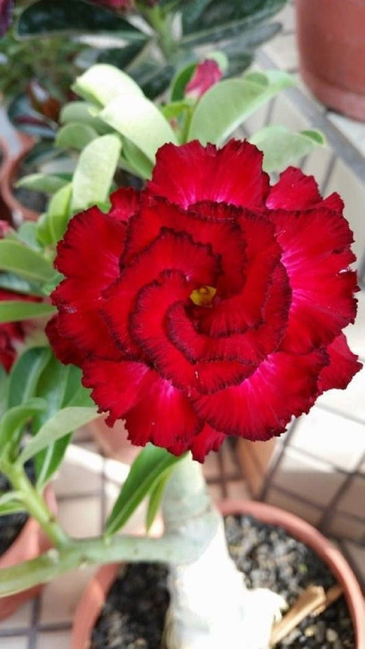 4 Red Black Tips Desert Rose Seeds Adenium Obesum Flowers Perennial Exotic 65