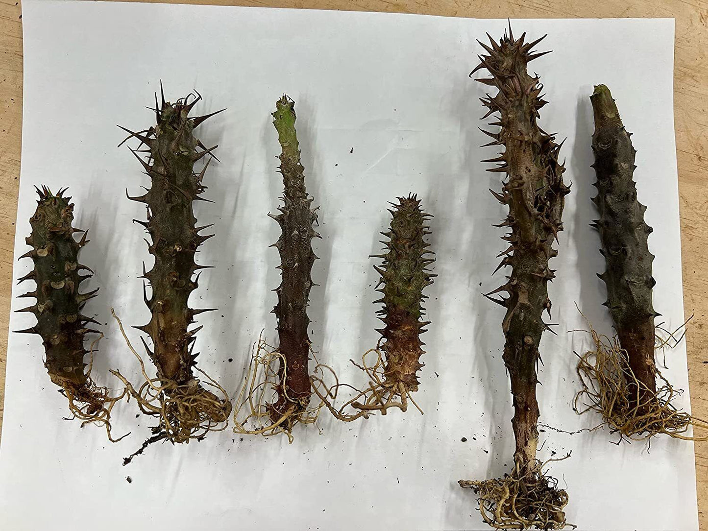 1 "Hanako" Crown Of Thorns Plant Euphorbia Milii Plants Rooted US Seller