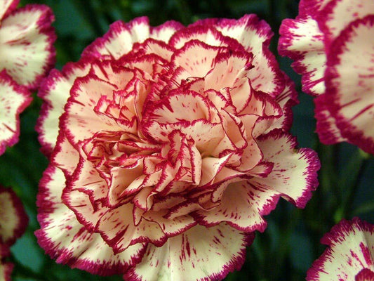 100 Yellow Red Carnation Seeds Dianthus Flowers Seed Flower Perennial 224