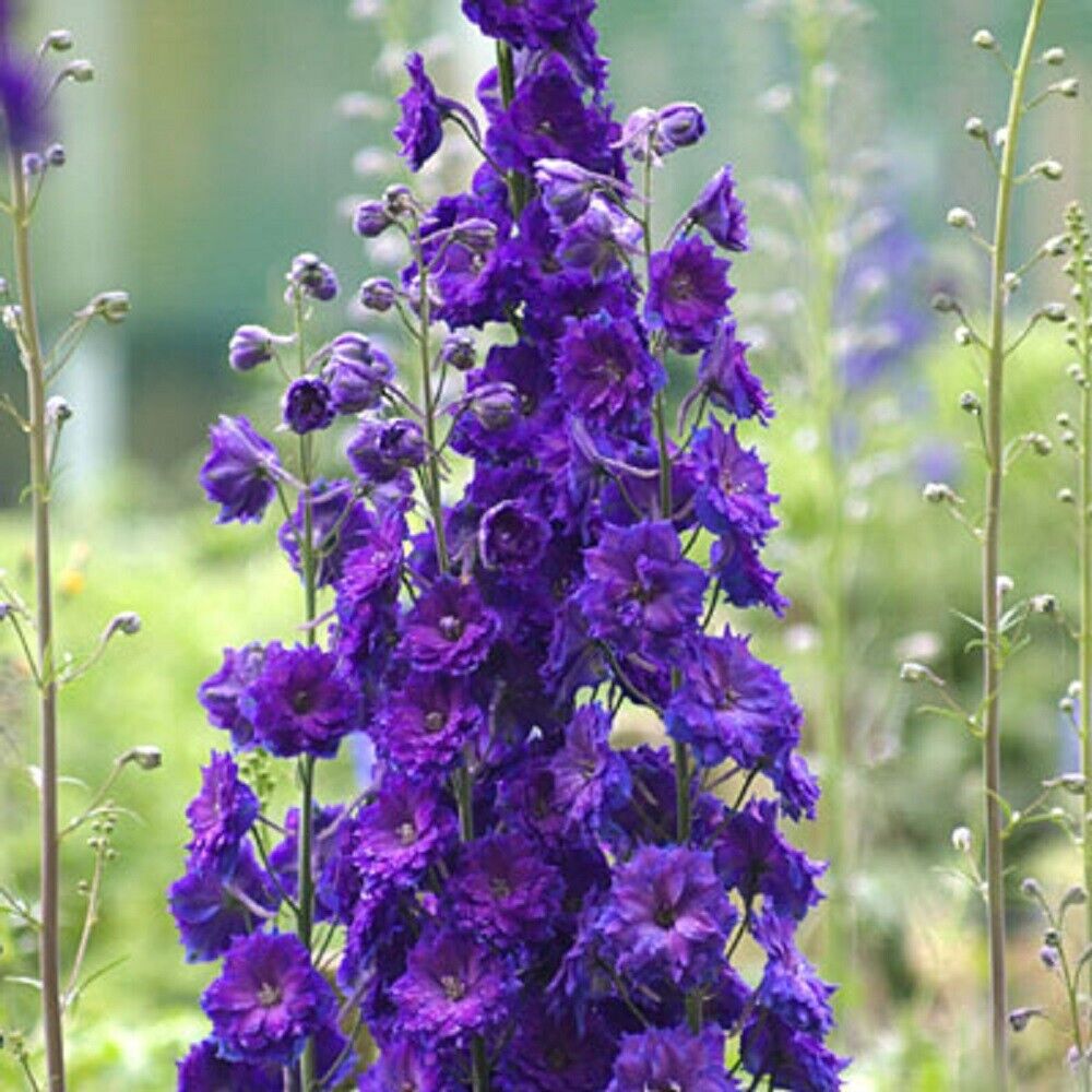 50 Pagans Purple Delphinium Seeds Perennial Flower Garden Seed Flowers 803 USA