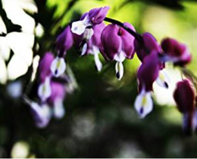 25 Dark Purple Bleeding Heart Seeds Flowers Shade Flower Seed 314 US SELLER
