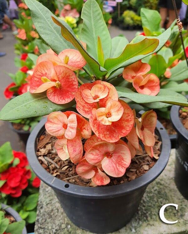 1 "Tycoon" Crown Of Thorns Plant Euphorbia Milii Starter Plants Well Rooted