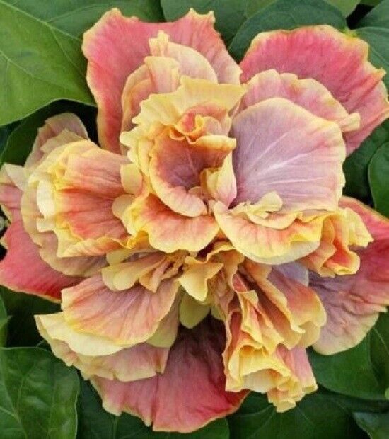 20 Double Yellow Pink Hibiscus Seeds Flowers Flower Seed Perennial Bloom 16