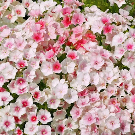 50 Blushing Bride Phlox Seeds Flower Perennial Seed Flowers 562 US SELLER Bee