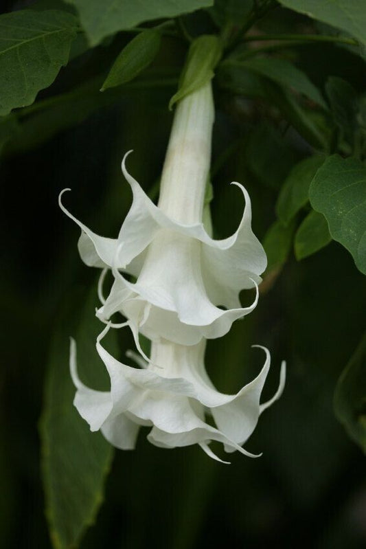 10 Triple White Angel Trumpet Seeds Flowers Seed Flower Brugmansia Datura 677