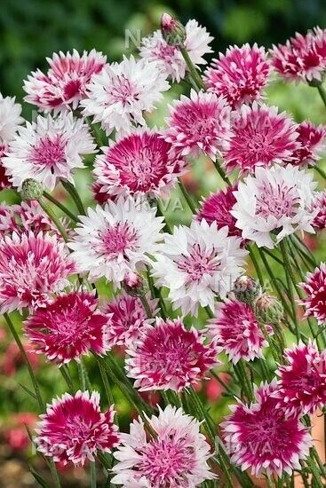 50 Pink White Bachelor's Button Seeds Annual Seed Flower Flowers Garden 604 USA