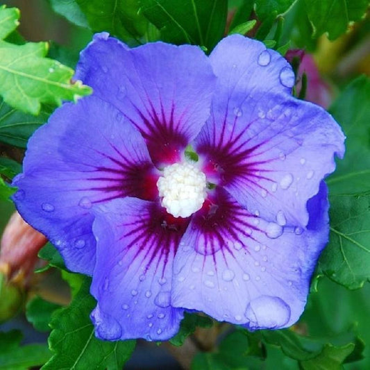20 Blue Purple Hibiscus Seeds Flowers Flower Seed Perennial Bloom 454