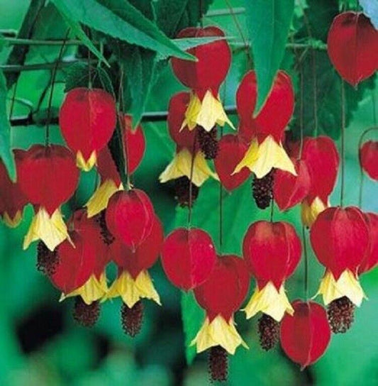25 Red Yellow Bleeding Heart Seeds Perennial Flowers Seed Shade Flower 311