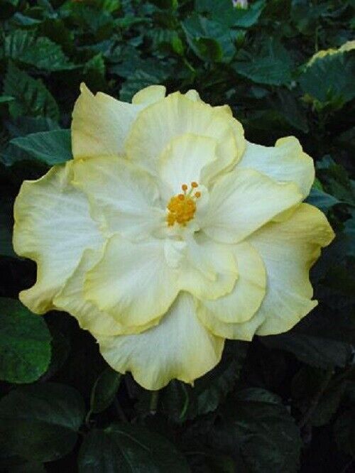 20 Double Yellow White Seeds Flowers Flower Seed Perennial Bloom 497