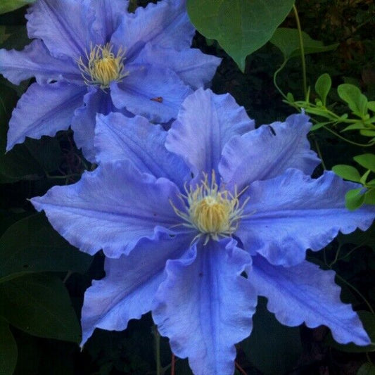 25 Blue Clematis Seeds Bloom Climbing Perennial Flowers Seed Flower Bloom 84