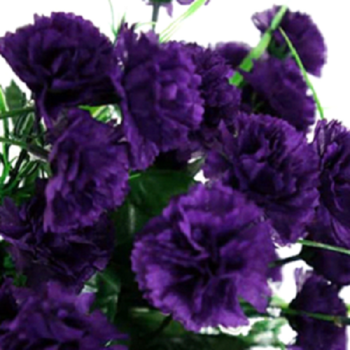 100 Dark Purple Carnation Seeds Dianthus Flowers Seed Flower Perennial 134