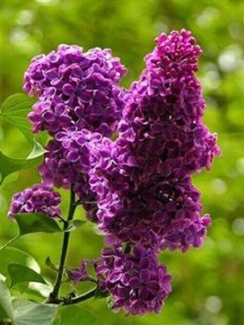 25 Purple Haze Lilac Seeds Tree Fragrant Flowers Perennial Seed Flower 972 USA
