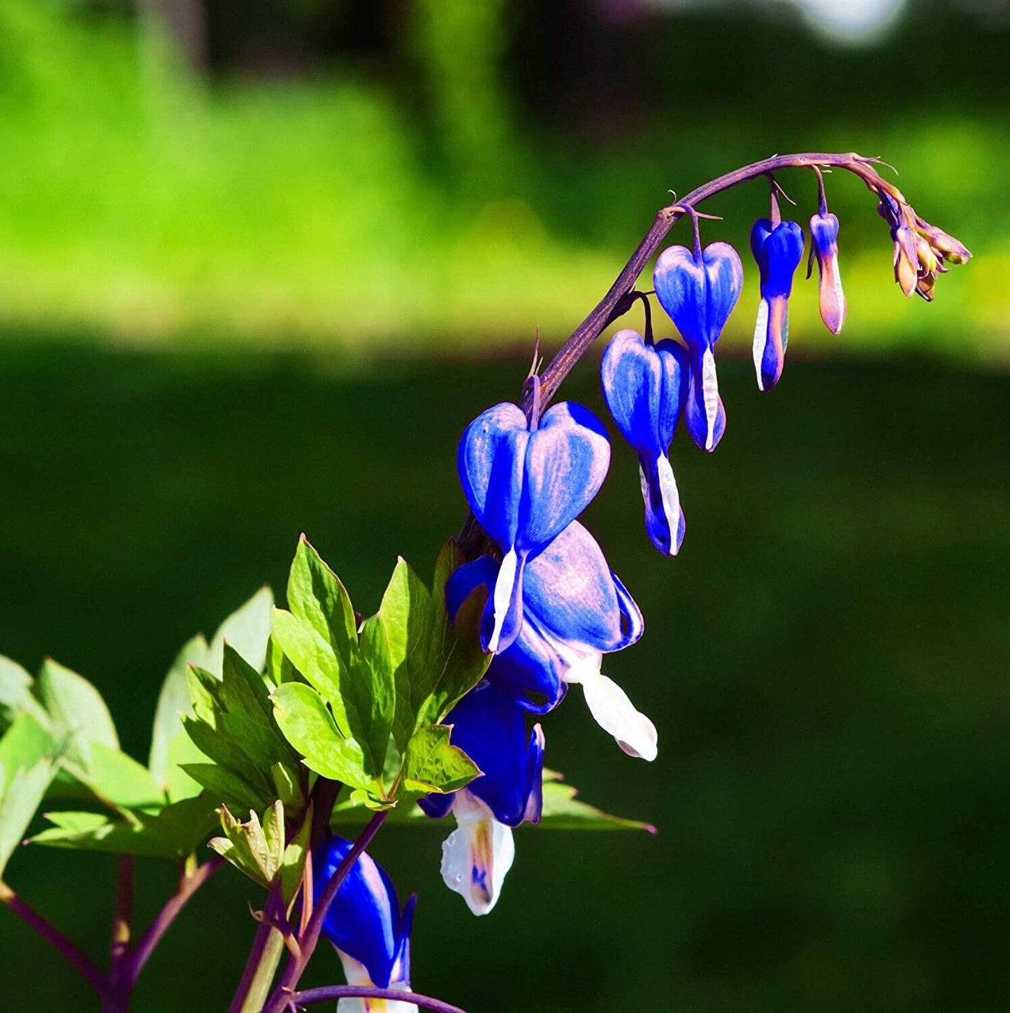 25 Bright Blue Bleeding Heart Seeds Dicentra Spectabilis Shade Flower Garden 680