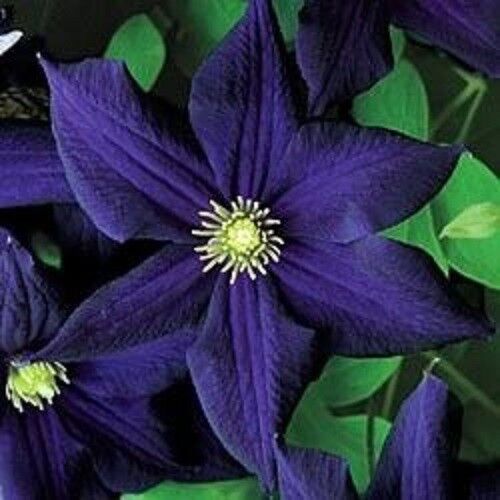 25 Dark Purple Clematis Seeds Bloom Flowers Perennial Flower Seed 128 US SELLER
