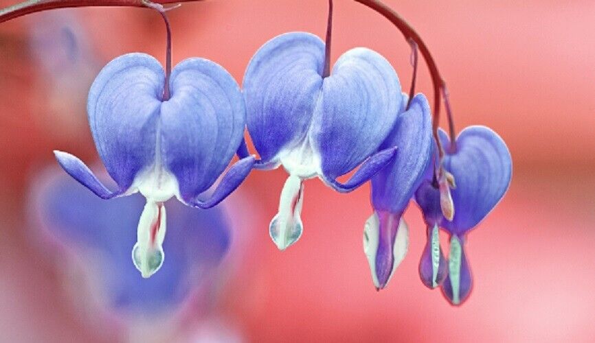 25 Light Blue Bleeding Heart Seeds Dicentra Spectabilis Shade Flower Garden 684