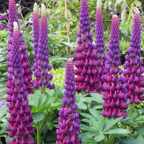 25 Masterpiece Lupine Seeds Flower Perennial Hardy Flowers Seed 1006 US SELLER