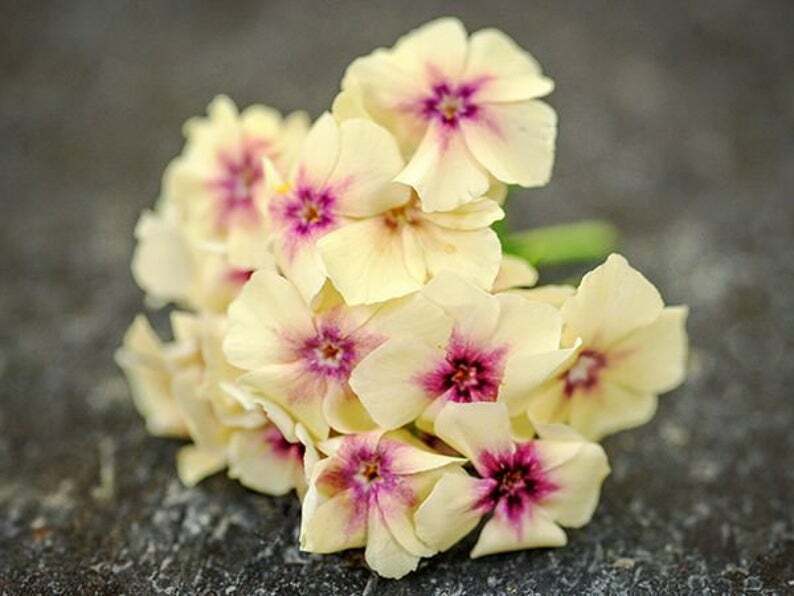 50 Yellow Pink Phlox Seeds Bloom Flower Perennial Flowers Seed 52 US SELLER