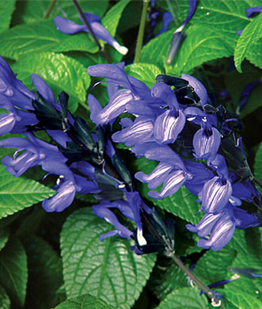 50 Black and Blue Salvia Seeds Flower Seed Perennial Flowers Hummingbird 166