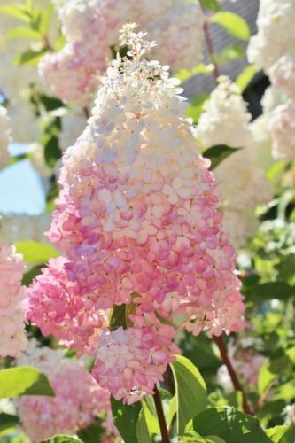 5 Light Strawberry Hydrangea Seeds Perennial Flowers Seed Flower 390 US SELLER