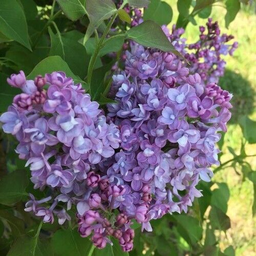 25 Double Blue Lilac Seeds Tree Fragrant Flowers Perennial Seed Flower 947 USA