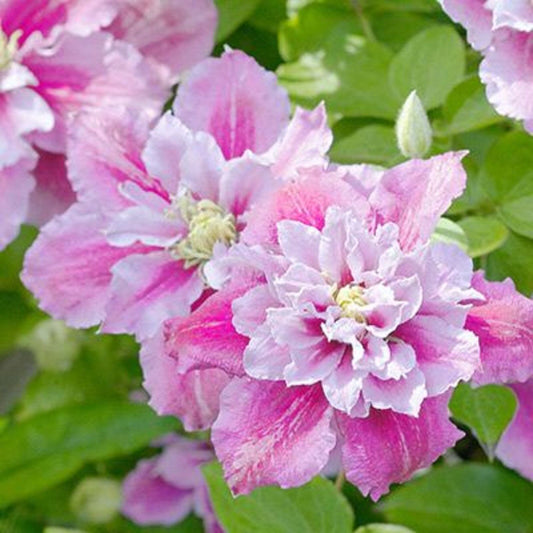 25 Double Pink White Clematis Seeds Flowers Seed Perennial Flower 89 US SELLER