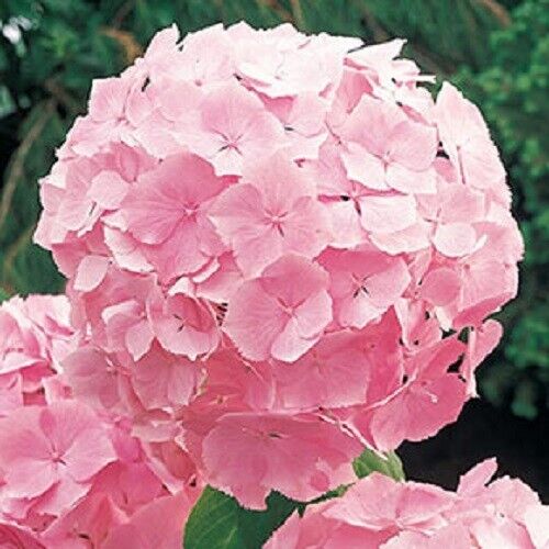 5 Forever Pin Hydrangea Seeds Perennial Flowers Flower Garden Seed 1426 USA SELL