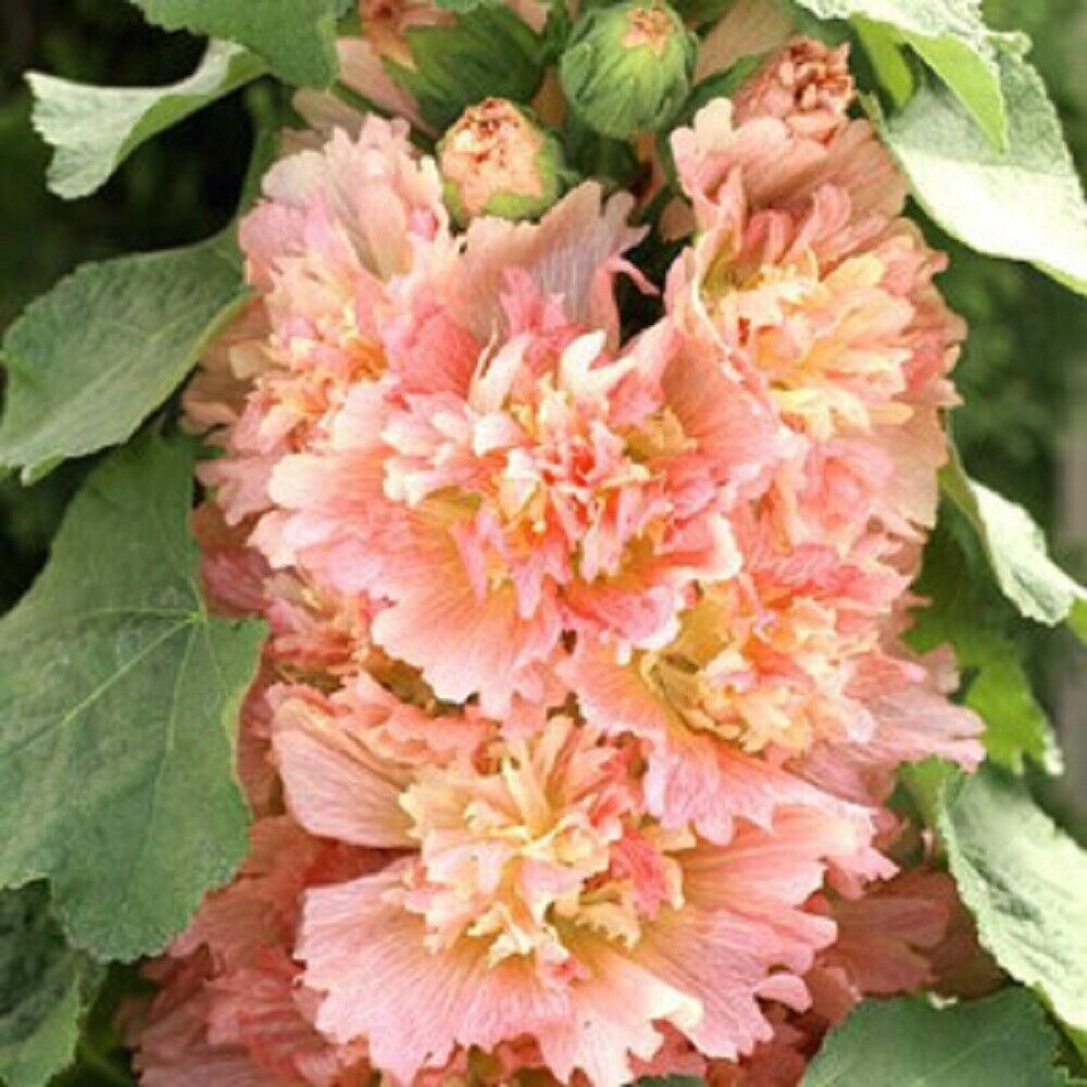 25 Spring Apricot Hollyhock Seeds Perennial Flower Seed Flowers 912 US SELLER