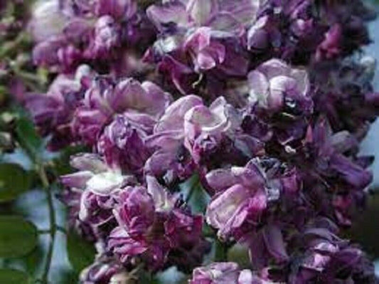 5 Purple Chinese Wisteria Seeds Vine Climbing Flower Perennial Rare 572 USA