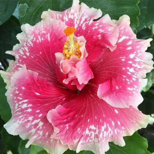 20 Pink White Hibiscus Seeds Flowers Flower Seed Perennial Bloom 460