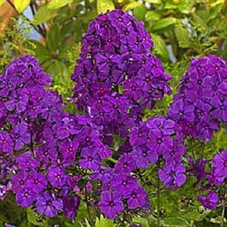 50 Bright Purple Phlox Seeds Butterfly Flower Perennial Flowers Seed 64 US SELLE