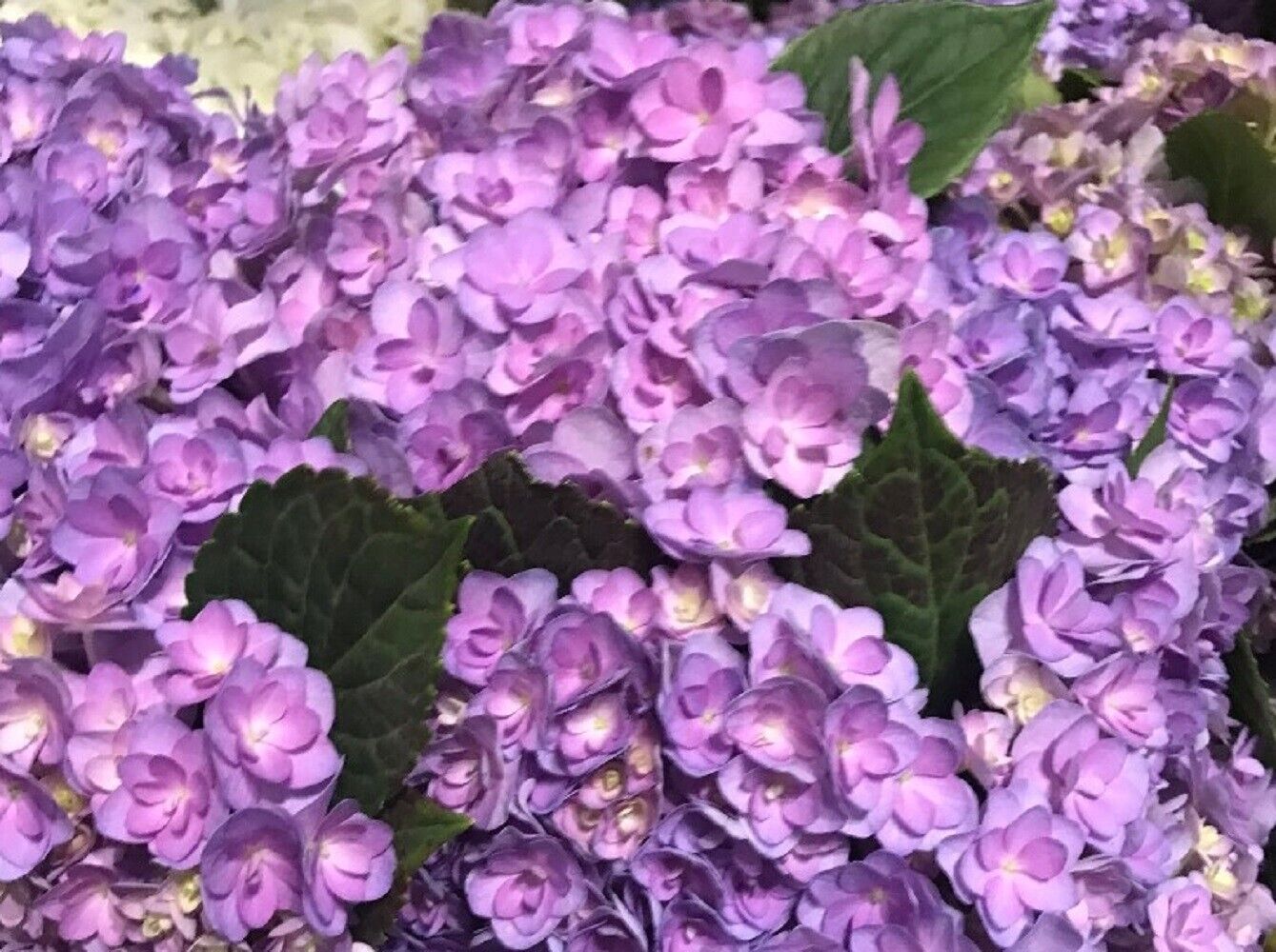 5 Lavendar Hydrangea Seeds Perennial Flowers Flower Garden Seed 1430 US SELLER