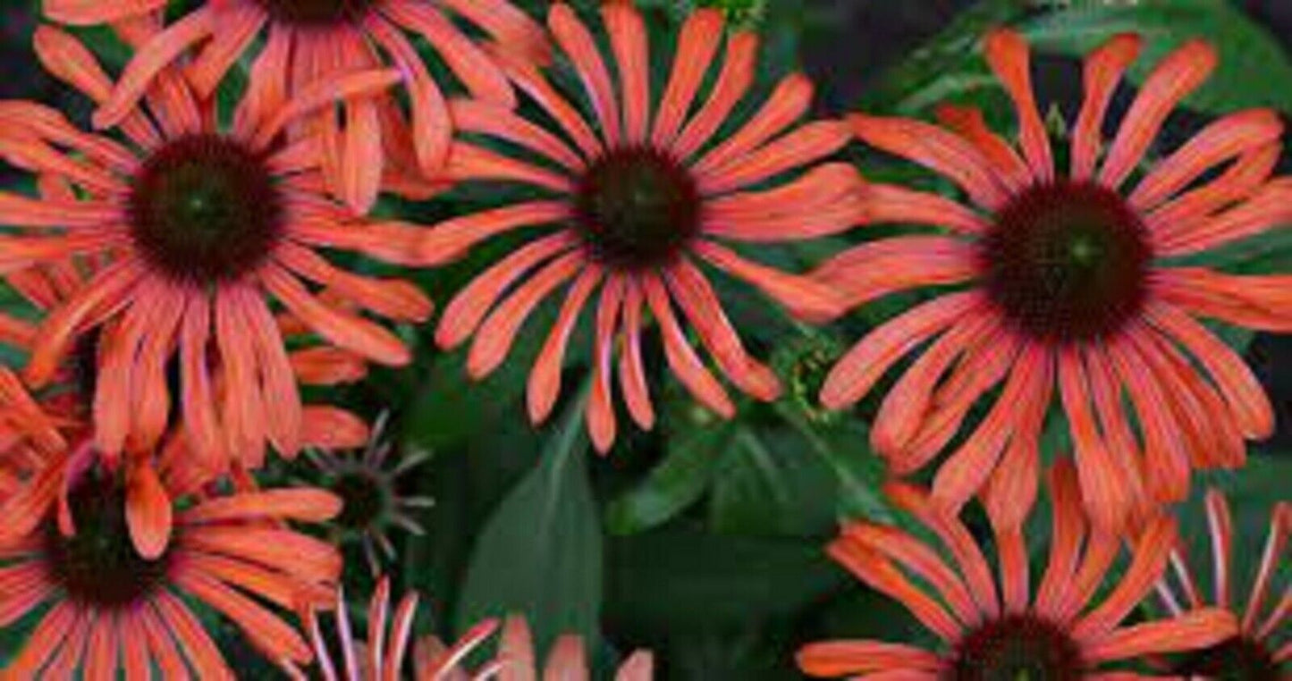 50 Julia Coneflower Seeds Echinacea Perennial Flowers Flower Seed 1203 US SELLER