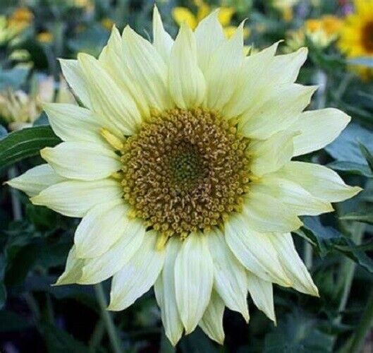 25 Moonshadow Sunflower Seeds Flowers Seed Flower Perennial Sun Bloom 535