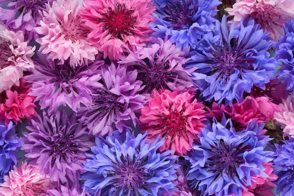 50 Beauty Mix Bachelor's Button Seeds Annual Seed Flower Flowers Garden 580 USA