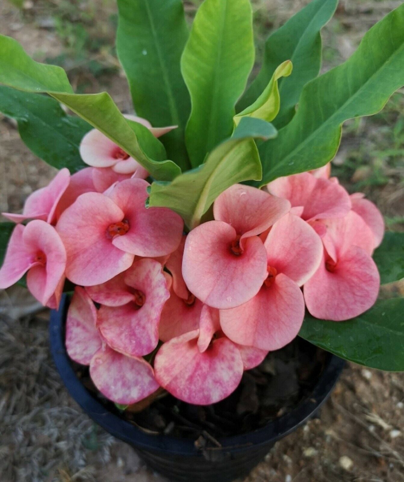1 "Lucky Pink " Crown Of Thorns Plant Euphorbia Milii Starter Plants Well Rooted