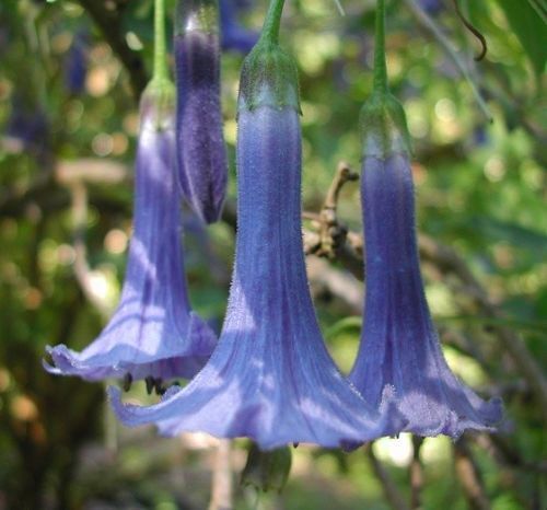 10 Blue Angel Trumpet Seeds Tropical Flowers Flower Fragrant Small Shrub 294