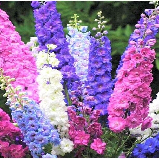 50 Rocket Mix Delphinium Seeds Perennial Garden Flower Seed Flowers 815 USA