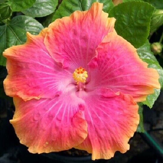 20 Yellow Pink Hibiscus Seeds Flowers Flower Seed Perennial Bloom 48